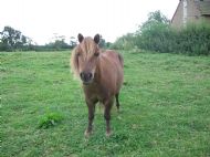 one of the Shetland ponies 